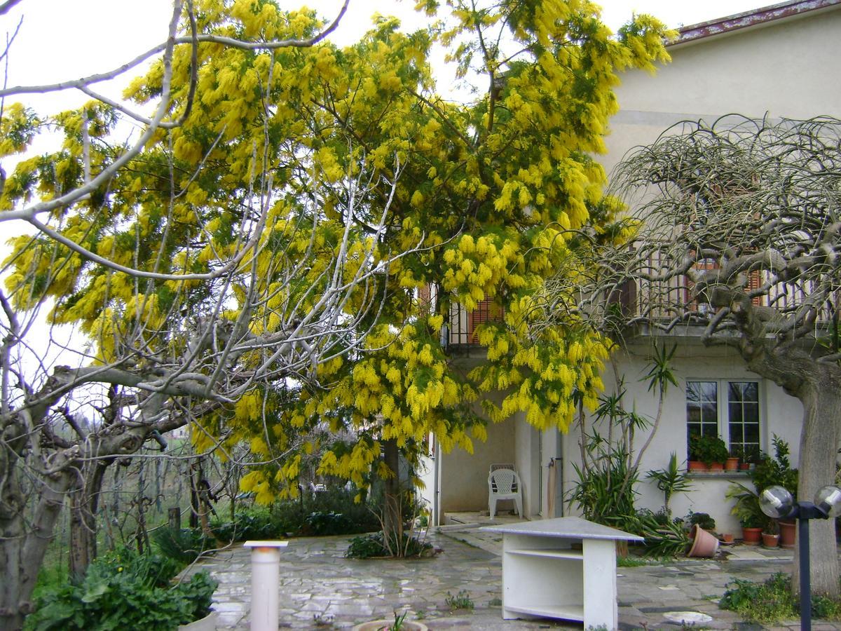 B&B La Mimosa 스펠로 외부 사진